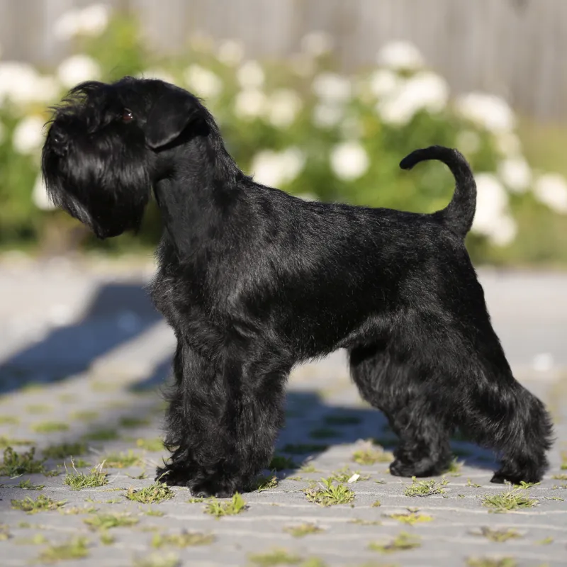 Брітні